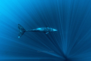 Physeter macrocephalus - Sperm Whale by Wayne Jones 